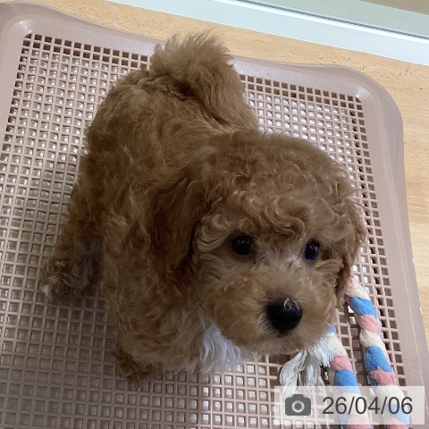 鹿児島県のトイプードル(トイ) (ペットプラス 姶良店/2026年1月30日生まれ/男の子/アプリコット)の子犬の4枚目の画像