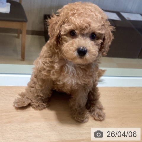 鹿児島県のトイプードル(トイ) (ペットプラス 姶良店/2026年1月30日生まれ/男の子/アプリコット)の子犬の3枚目の画像