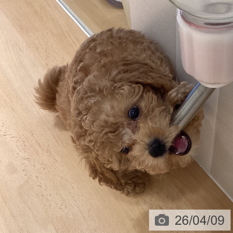 鹿児島県のトイプードル(トイ) (ペットプラス 姶良店/2026年1月30日生まれ/男の子/アプリコット)の子犬の4枚目の画像