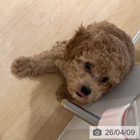 鹿児島県のトイプードル(トイ) (ペットプラス 姶良店/2026年1月30日生まれ/男の子/アプリコット)の子犬の3枚目の画像