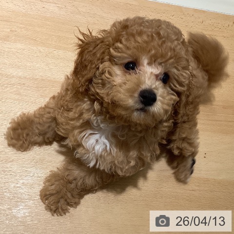 鹿児島県のトイプードル(トイ) (ペットプラス 姶良店/2026年1月30日生まれ/男の子/アプリコット)の子犬の3枚目の画像