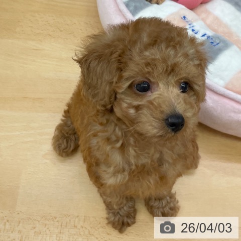 福岡県のトイプードル(トイ) (ペットプラス MARK IS 福岡ももち店/2026年1月28日生まれ/男の子/レッド)の子犬の4枚目の画像