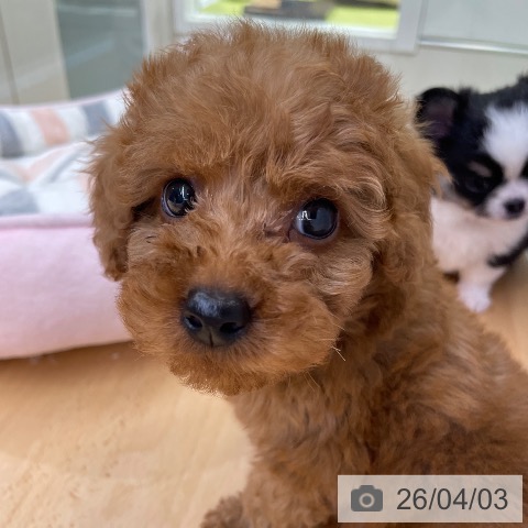 福岡県のトイプードル(トイ) (ペットプラス MARK IS 福岡ももち店/2026年1月28日生まれ/男の子/レッド)の子犬の3枚目の画像