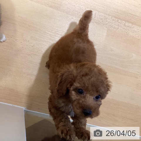 鹿児島県のトイプードル(トイ) (ペットプラス 姶良店/2026年1月28日生まれ/女の子/レッド)の子犬の4枚目の画像