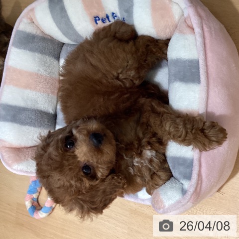 鹿児島県のトイプードル(トイ) (ペットプラス 姶良店/2026年1月28日生まれ/女の子/レッド)の子犬の4枚目の画像