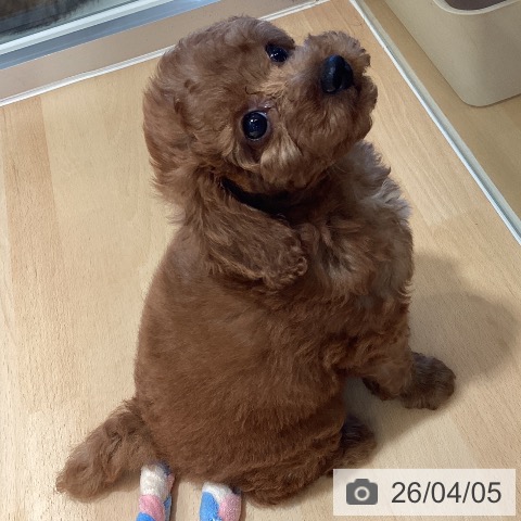 鹿児島県のトイプードル(トイ) (ペットプラス 姶良店/2026年1月28日生まれ/女の子/レッド)の子犬の3枚目の画像