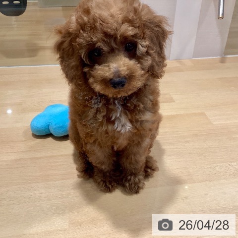 鹿児島県のトイプードル(トイ) (ペットプラス 姶良店/2026年1月28日生まれ/女の子/レッド)の子犬の4枚目の画像