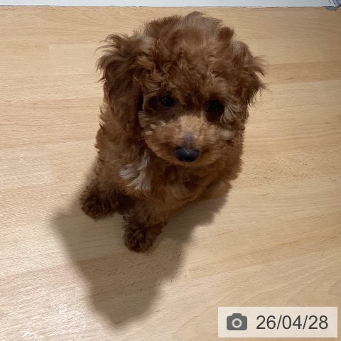 鹿児島県のトイプードル(トイ) (ペットプラス 姶良店/2026年1月28日生まれ/女の子/レッド)の子犬の3枚目の画像