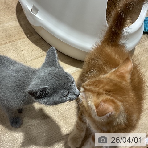 福岡県のアメリカンショートヘアー (ペットプラス 八幡東店/2026年1月26日生まれ/男の子/レッドタビー)の子猫の4枚目の画像