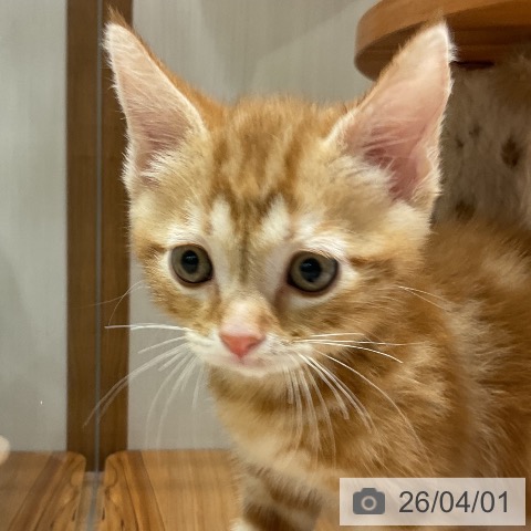 福岡県のアメリカンショートヘアー (ペットプラス 八幡東店/2026年1月26日生まれ/男の子/レッドタビー)の子猫の3枚目の画像