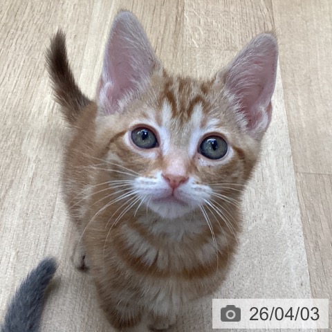 アメリカンショートヘアの写真