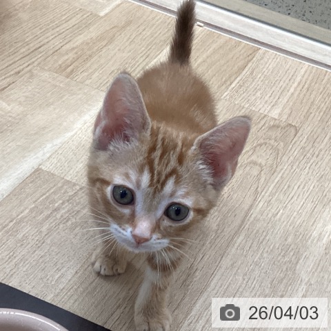 アメリカンショートヘアの写真