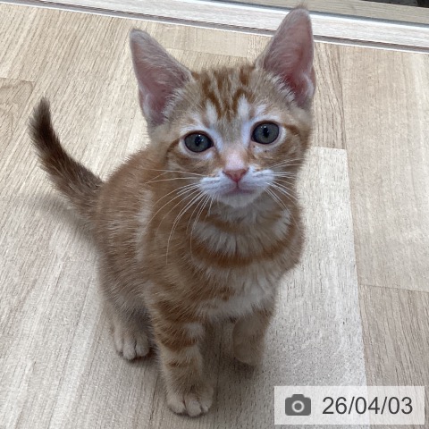 アメリカンショートヘアの写真