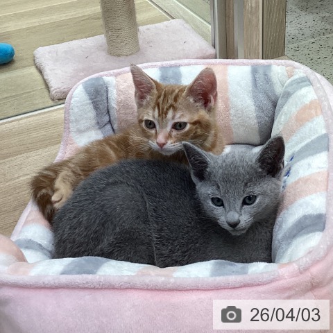 アメリカンショートヘアの写真