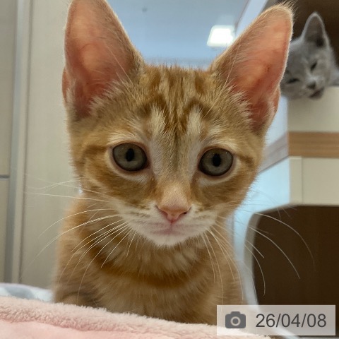 福岡県のアメリカンショートヘアー (ペットプラス ららぽーと福岡店/2026年1月26日生まれ/女の子/レッドタビー)の子猫の4枚目の画像