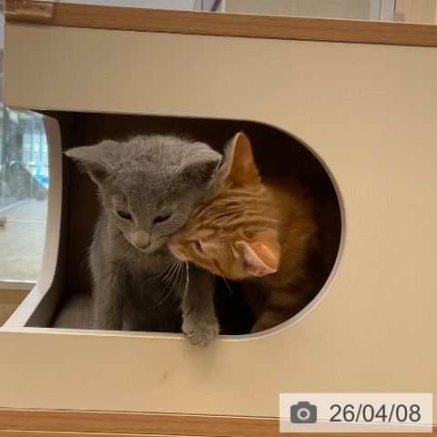 福岡県のアメリカンショートヘアー (ペットプラス ららぽーと福岡店/2026年1月26日生まれ/女の子/レッドタビー)の子猫の3枚目の画像