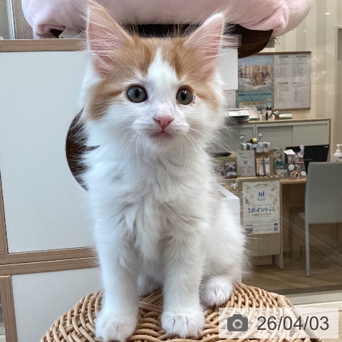 メインクーンの写真