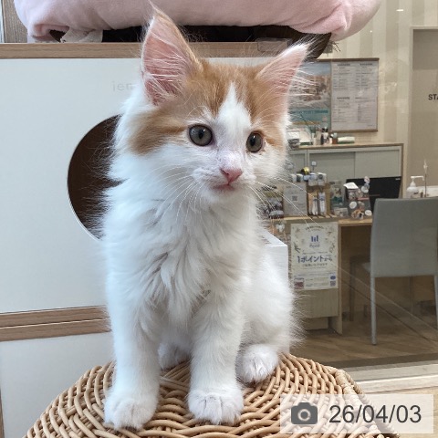 メインクーンの写真