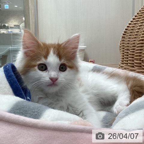 福岡県のメインクーン (ペットプラス ららぽーと福岡店/2026年1月30日生まれ/男の子/レッドタビーホワイト)の子猫の4枚目の画像