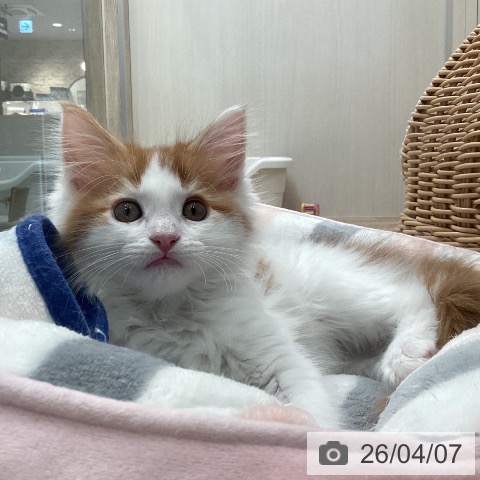 福岡県のメインクーン (ペットプラス ららぽーと福岡店/2026年1月30日生まれ/男の子/レッドタビーホワイト)の子猫の3枚目の画像