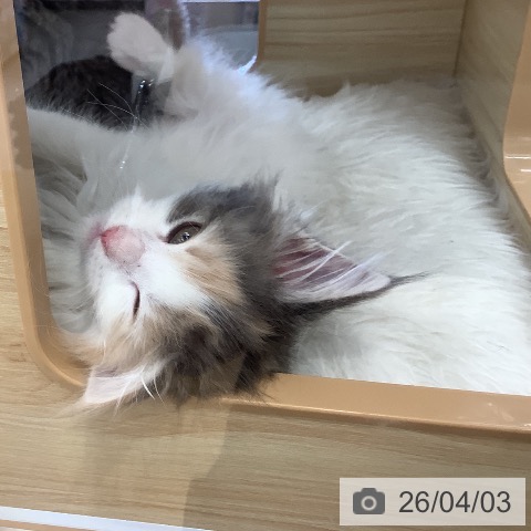 福岡県のメインクーン (ペットプラス 福岡店/2026年1月30日生まれ/女の子/ダイリュートキャリコ)の子猫の4枚目の画像