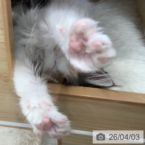 福岡県のメインクーン (ペットプラス 福岡店/2026年1月30日生まれ/女の子/ダイリュートキャリコ)の子猫の3枚目の画像