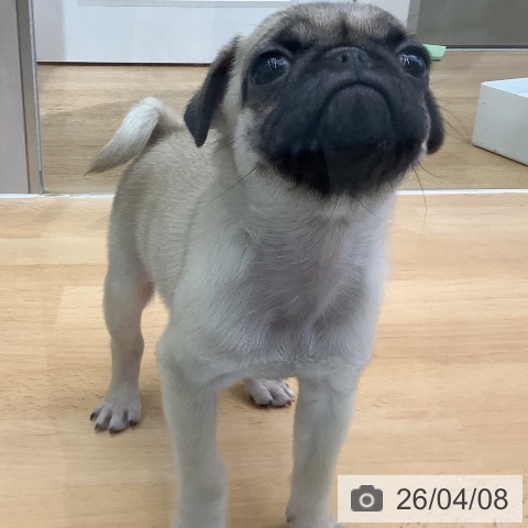 パグの写真
