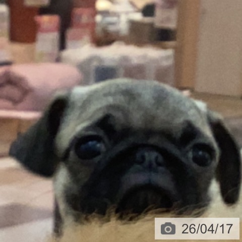 宮崎県のパグ (ペットプラス 宮崎店/2026年1月31日生まれ/女の子/フォーン)の子犬の4枚目の画像