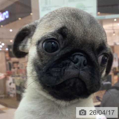 宮崎県のパグ (ペットプラス 宮崎店/2026年1月31日生まれ/女の子/フォーン)の子犬の3枚目の画像