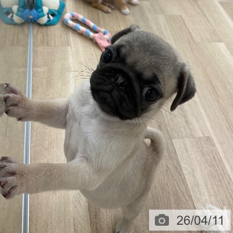 パグの写真