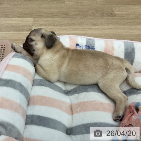 福岡県のパグ (ペットプラス 春日店/2026年1月31日生まれ/女の子/フォーン)の子犬の3枚目の画像