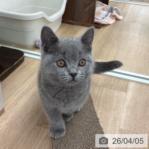 ブリティッシュショートヘアの写真