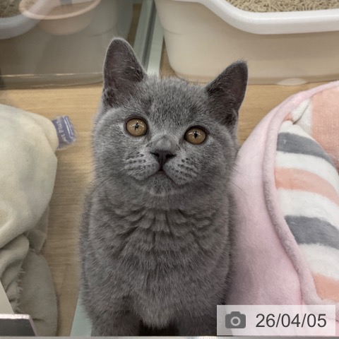 ブリティッシュショートヘアの写真