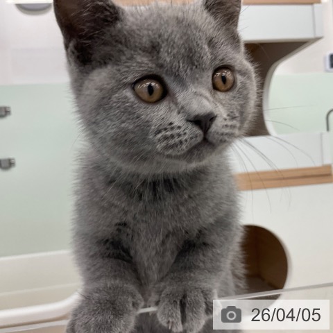 ブリティッシュショートヘアの写真