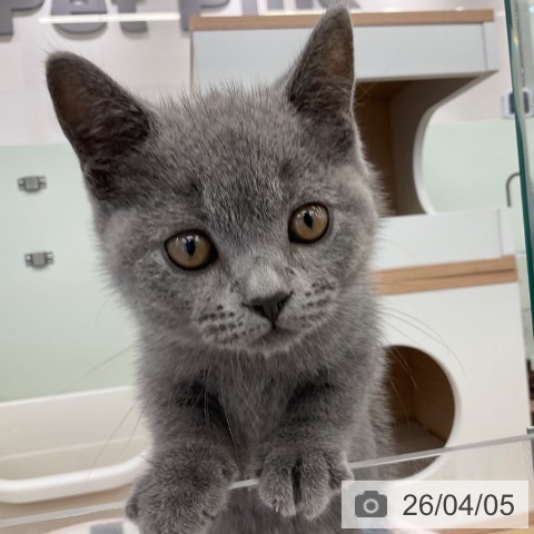 ブリティッシュショートヘアの写真