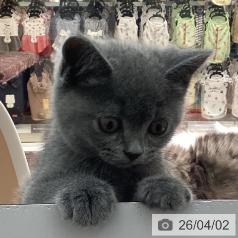 ブリティッシュショートヘアの写真