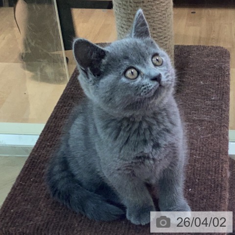 ブリティッシュショートヘアの写真