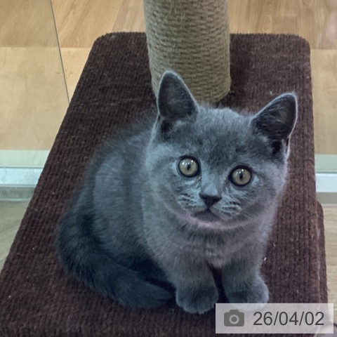 ブリティッシュショートヘアの写真