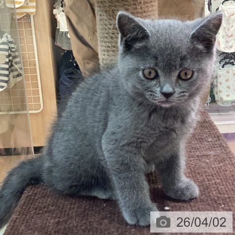 ブリティッシュショートヘアの写真