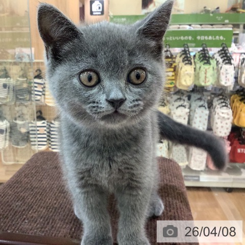 宮崎県のブリティッシュショートヘアー (ペットプラス 宮崎店/2026年1月30日生まれ/男の子/ブルー)の子猫の3枚目の画像