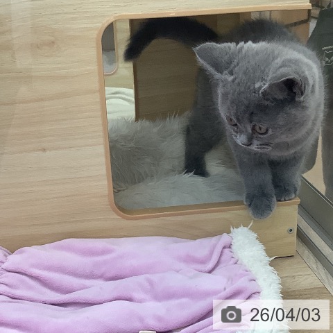 福岡県のブリティッシュショートヘアー (ペットプラス 福岡店/2026年1月30日生まれ/男の子/ブルー)の子猫の4枚目の画像