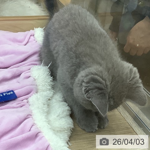 福岡県のブリティッシュショートヘアー (ペットプラス 福岡店/2026年1月30日生まれ/男の子/ブルー)の子猫の3枚目の画像