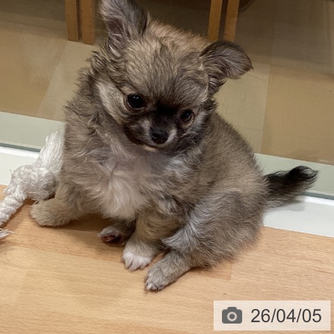 鹿児島県のチワワ(ロング) (ペットプラス 姶良店/2026年1月28日生まれ/女の子/フォーンホワイト)の子犬の4枚目の画像