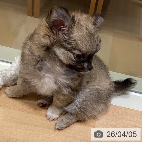 鹿児島県のチワワ(ロング) (ペットプラス 姶良店/2026年1月28日生まれ/女の子/フォーンホワイト)の子犬の3枚目の画像