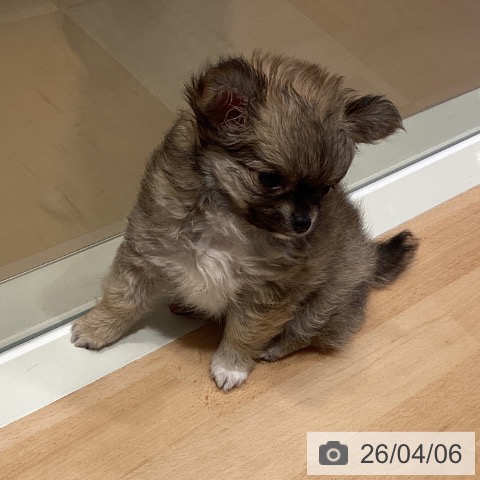 鹿児島県のチワワ(ロング) (ペットプラス 姶良店/2026年1月28日生まれ/女の子/フォーンホワイト)の子犬の4枚目の画像