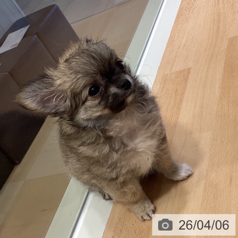 鹿児島県のチワワ(ロング) (ペットプラス 姶良店/2026年1月28日生まれ/女の子/フォーンホワイト)の子犬の3枚目の画像