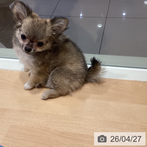 鹿児島県のチワワ(ロング) (ペットプラス 姶良店/2026年1月28日生まれ/女の子/フォーンホワイト)の子犬の3枚目の画像