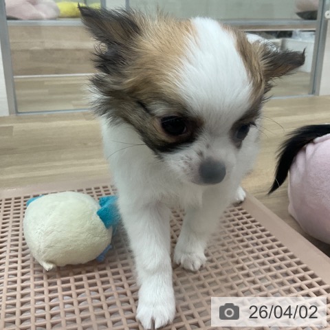 福岡県のチワワ(ロング) (ペットプラス 春日店/2026年1月26日生まれ/男の子/ホワイトセーブル)の子犬の4枚目の画像