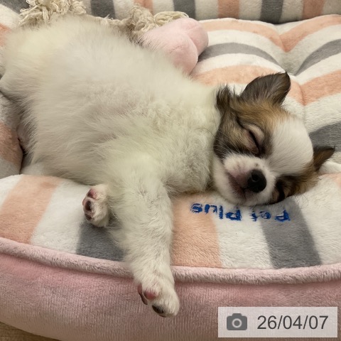 福岡県のチワワ(ロング) (ペットプラス 春日店/2026年1月26日生まれ/男の子/ホワイトセーブル)の子犬の4枚目の画像