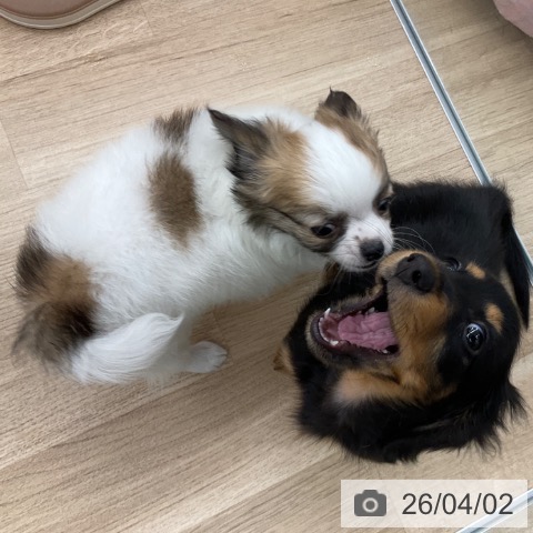 福岡県のチワワ(ロング) (ペットプラス 春日店/2026年1月26日生まれ/男の子/ホワイトセーブル)の子犬の3枚目の画像